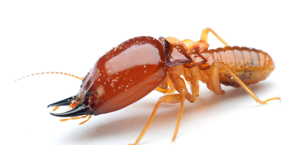 Turning The Tables on Termites