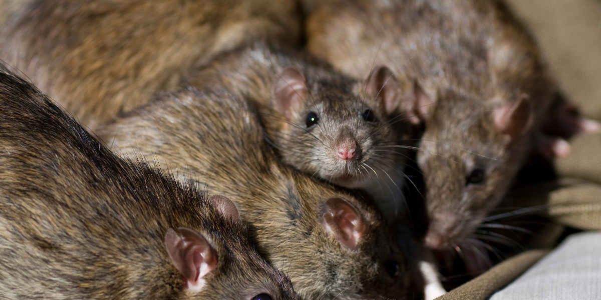 Enough is Enough with Selontra® Rodent Bait
