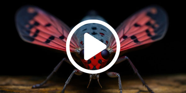 Perimeter Pro: Spotted lanternfly