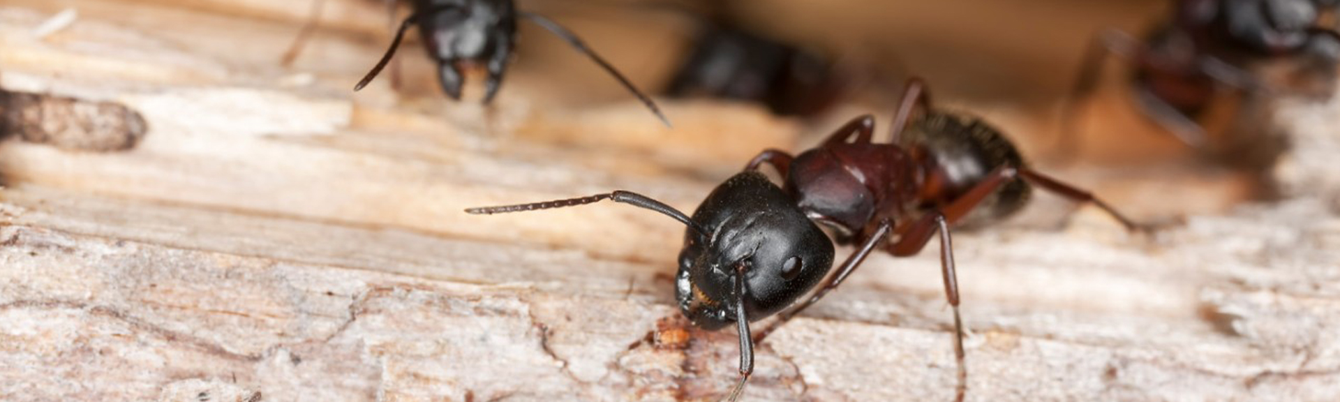 ADVANCE® GRANULAR CARPENTER ANT BAIT