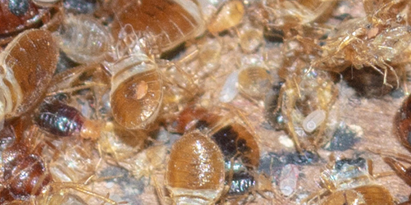 Dr. Bob teaches the best methods to help reduce bed bug infestations
