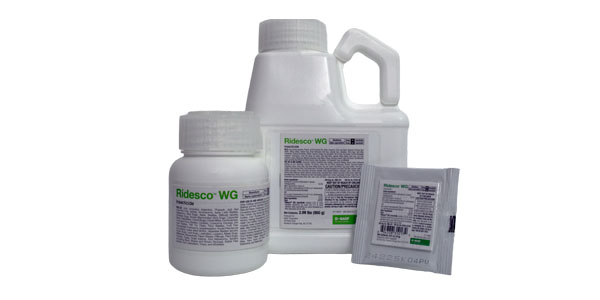 5Qs about Ridesco® WG Insecticide with Dr. Freder Medina