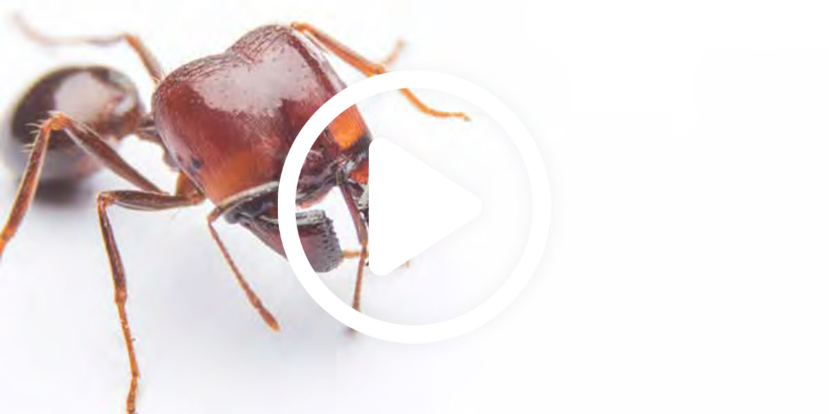 BASF Perimeter Pro Program: Got Ant? Take control and avoid callbacks