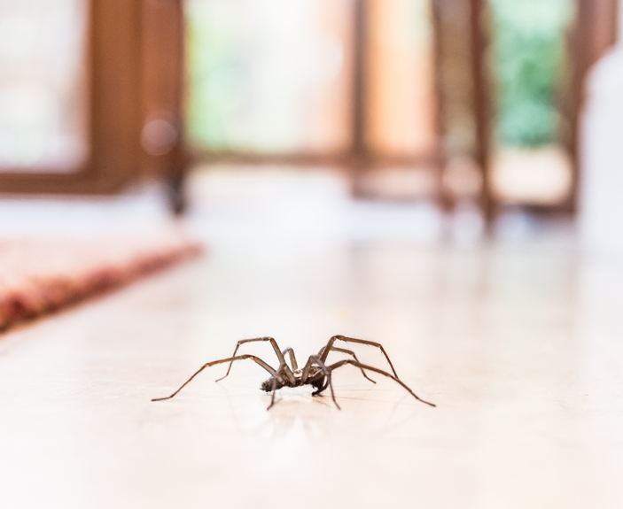 Spider crawling on the floor
